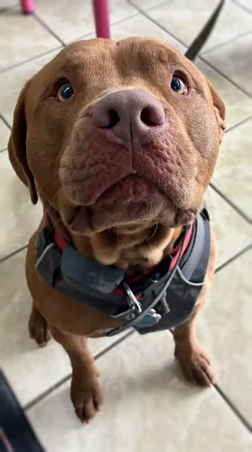A pit bull groomed at Zuzu's.