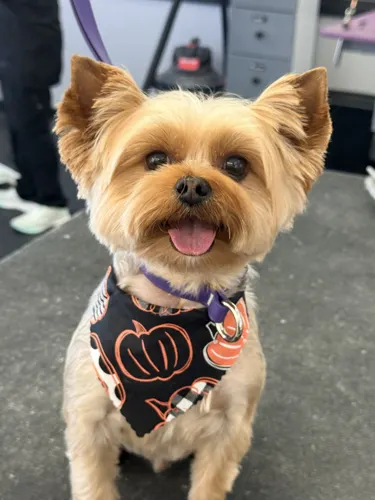 A small dog groomed at Zuzu's.
