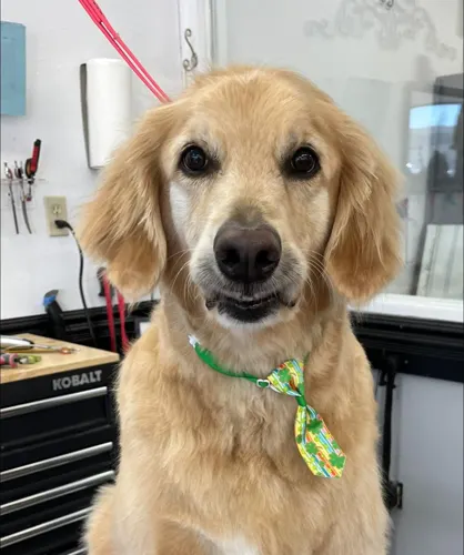 A large dog groomed at Zuzu's.