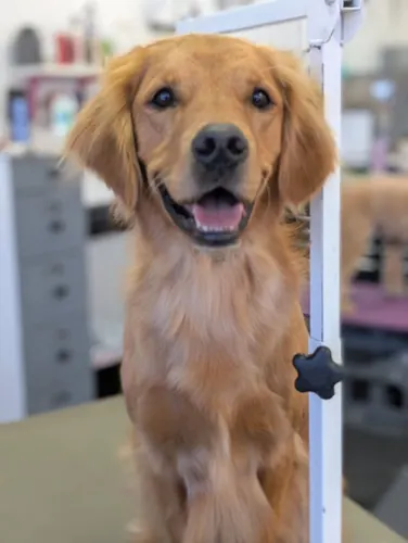 A large dog groomed at Zuzu's.