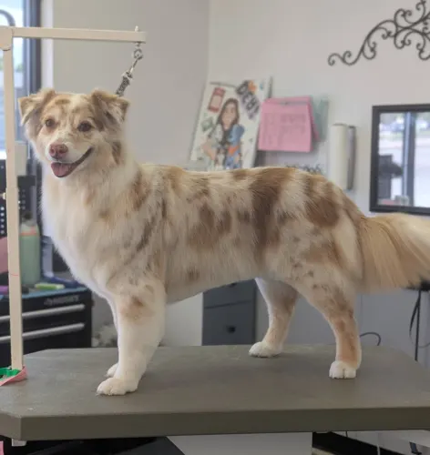 A large dog groomed at Zuzu's.