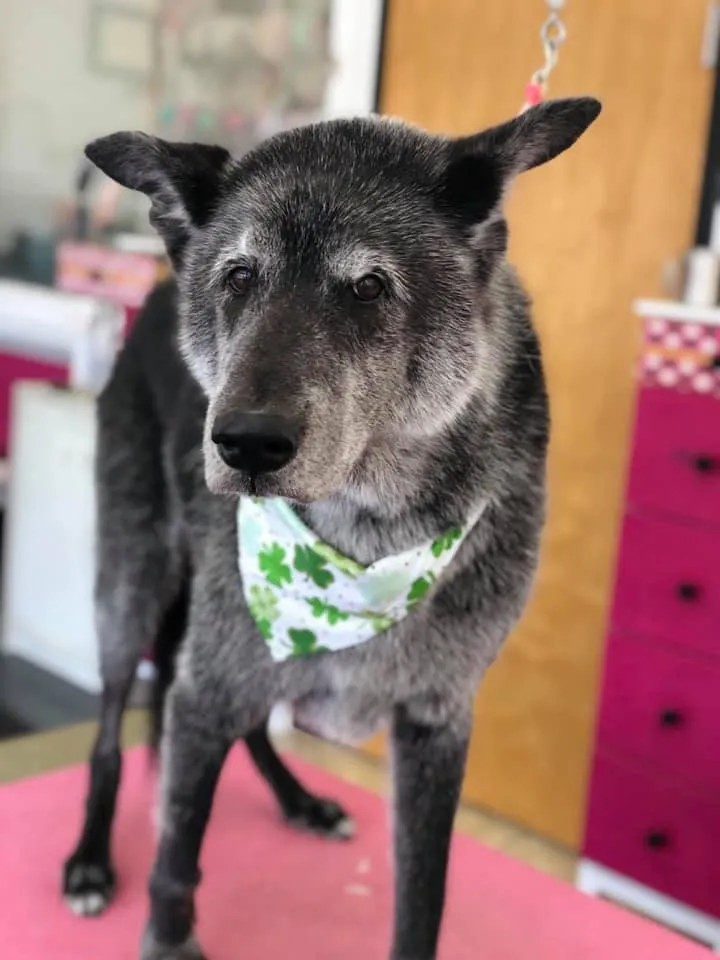 An older black dog with a gray muzzle in a bandana at Zuzu's.