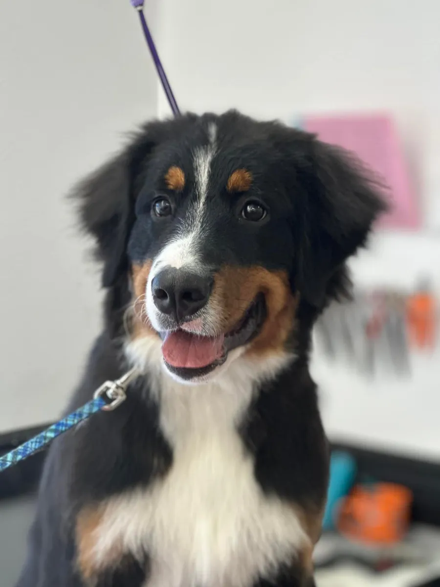 A Bernese Mountain Dog after a full groom at Zuzu's.