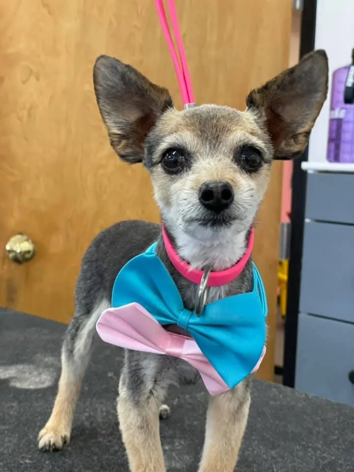 A small senior dog in a bandana at Zuzu's.