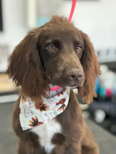 A freshly groomed dog at Zuzu's Pet Spa in Colorado Springs.