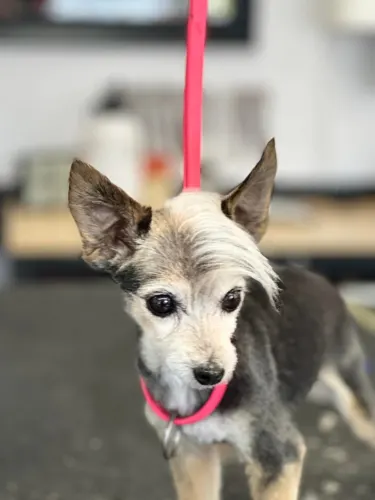 A freshly groomed dog at Zuzu's Pet Spa in Colorado Springs.