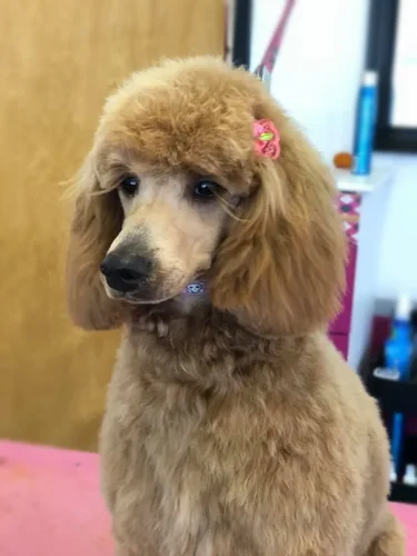 A standard poodle groomed at Zuzu's.
