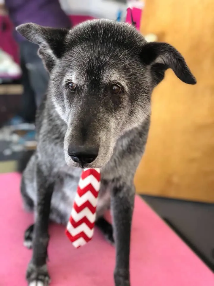 A gray-faced dog in a striped tie at Zuzu's.