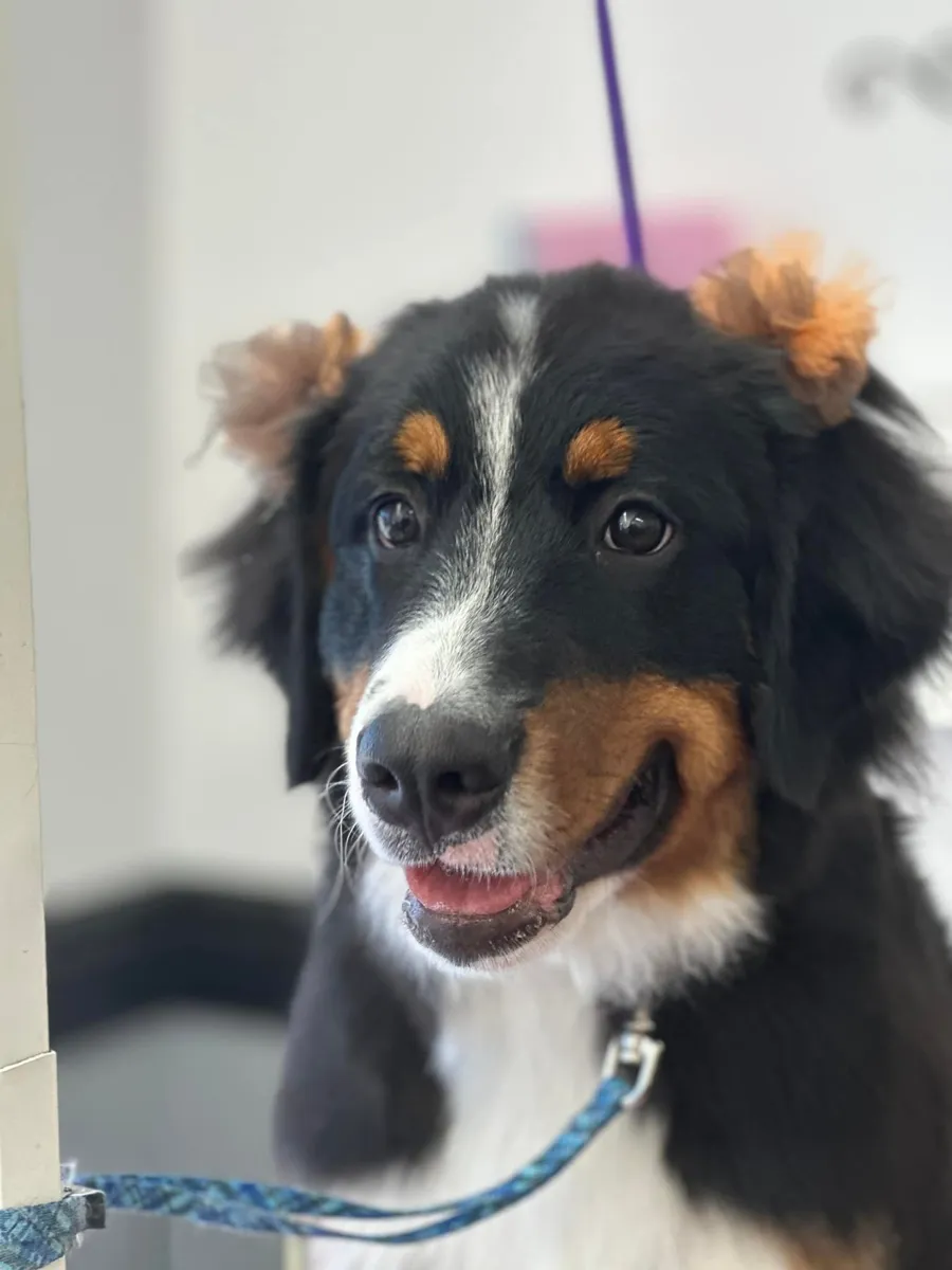 A happy Bernese Mountain Dog at Zuzu's.