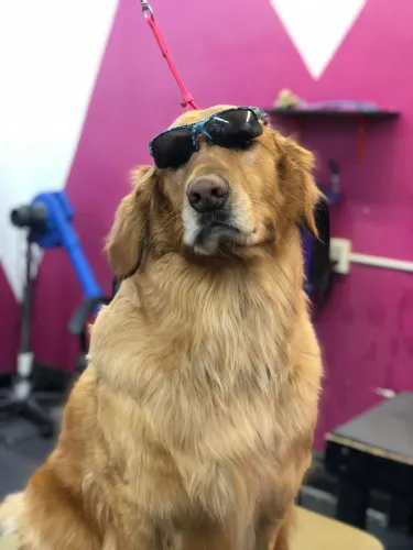 A Golden Retriever in sunglasses at Zuzu's.
