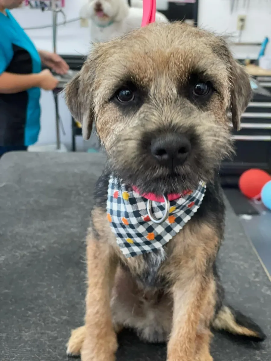 A Border Terrier in a checked bandana at Zuzu's.