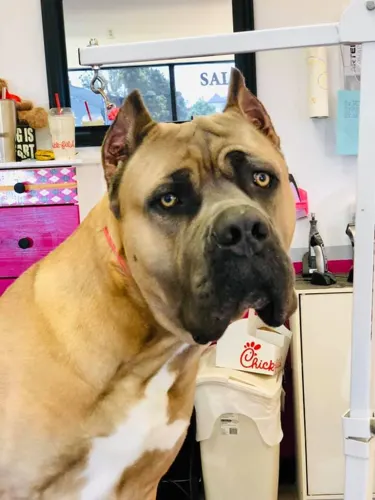 A extra large dog groomed at Zuzu's.