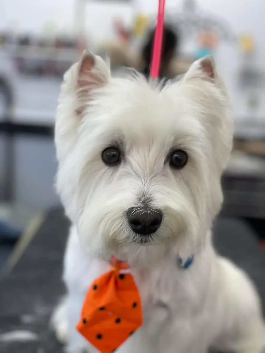 A West Highland Terrier in an orange tie at Zuzu's.