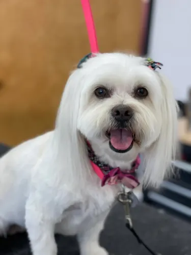 A maltese groomed at Zuzu's.