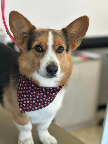 A medium dog groomed at Zuzu's.
