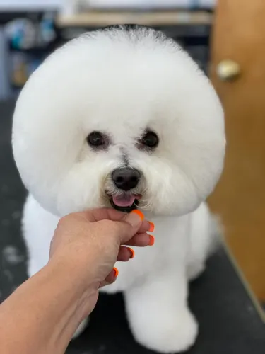 A bichon frise groomed at Zuzu's.