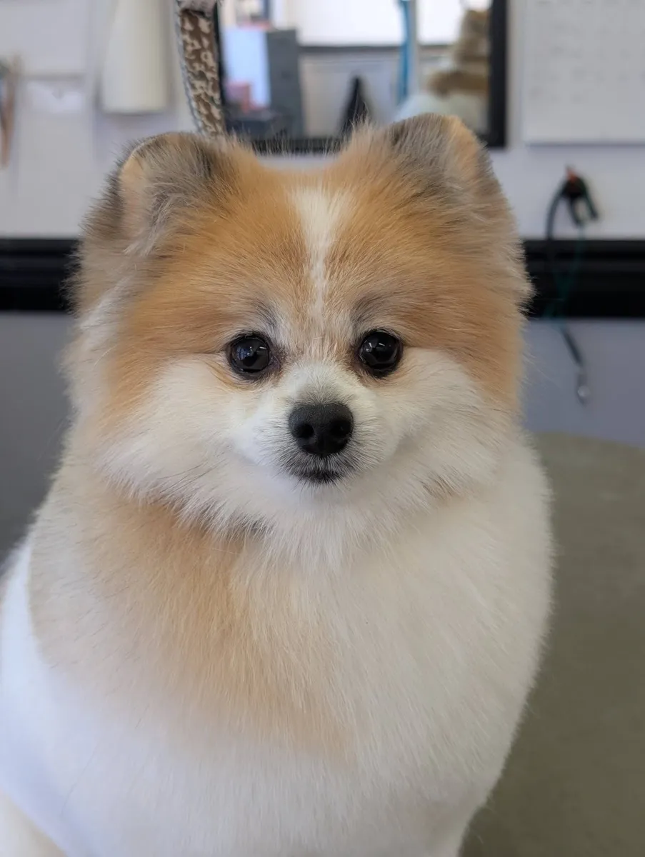 A fluffy orange and white Pomeranian after a groom at Zuzu's.