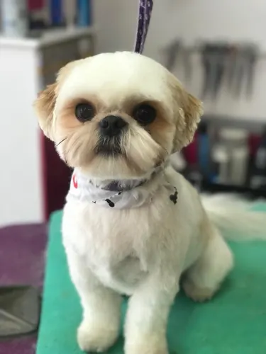 A small dog groomed at Zuzu's.