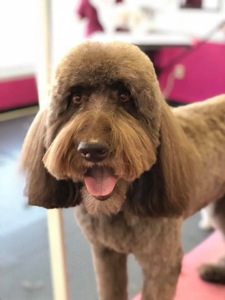 A brown doodle with a full face at Zuzu's.
