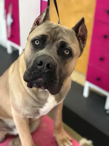 A extra large dog groomed at Zuzu's.