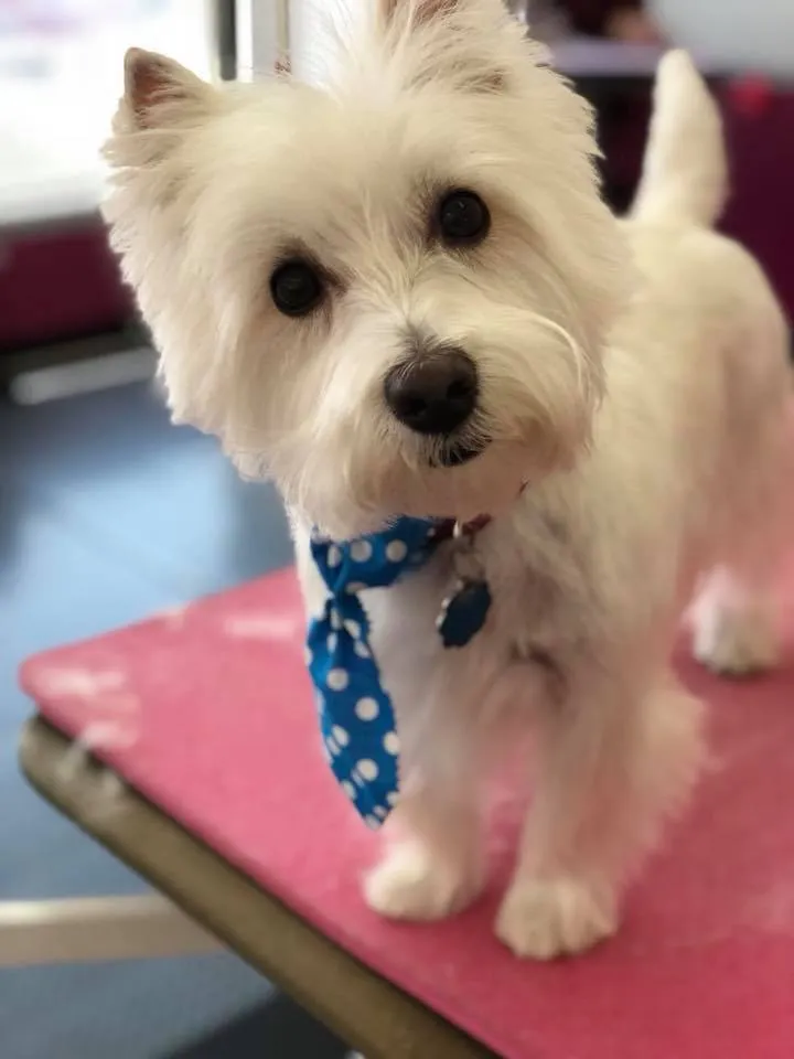 A West Highland Terrier groomed at Zuzu's.
