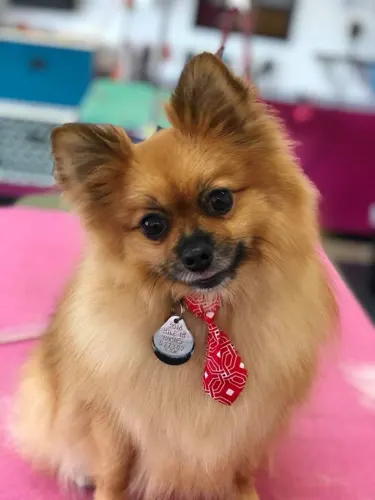 A small dog groomed at Zuzu's.