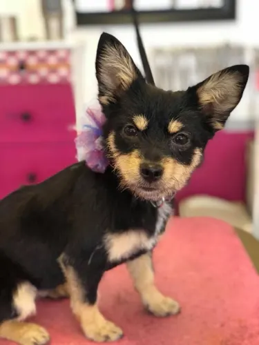 A small dog groomed at Zuzu's.