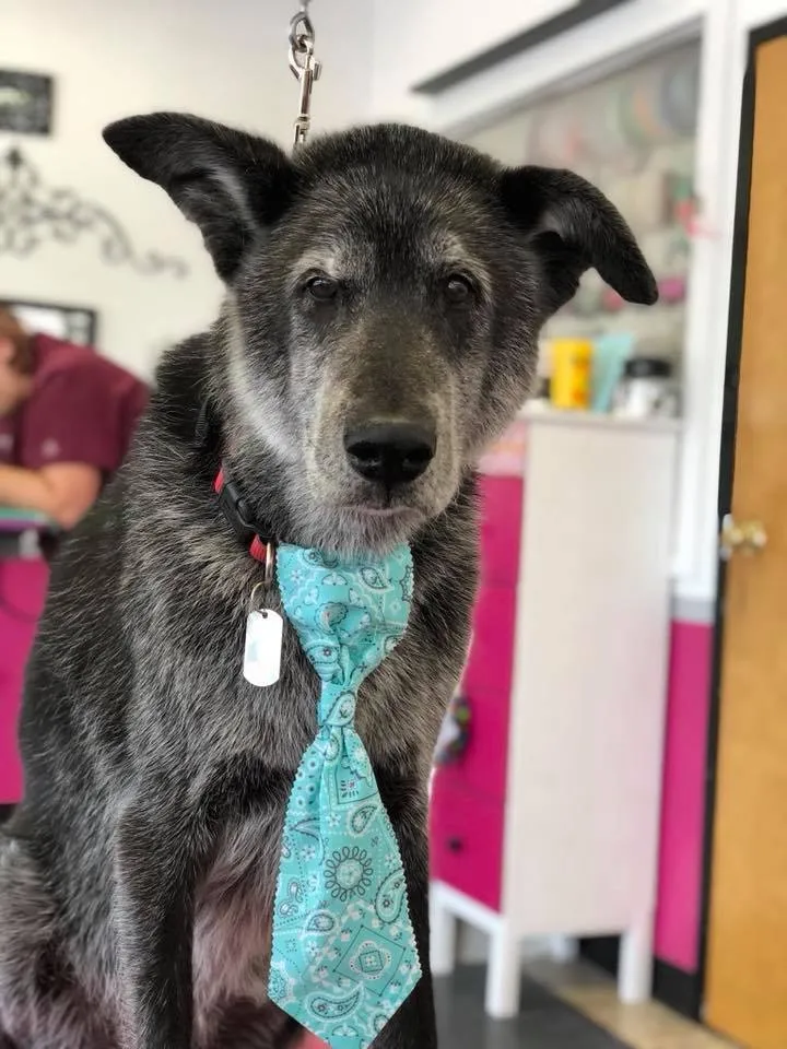 An older dog in a teal tie at Zuzu's.