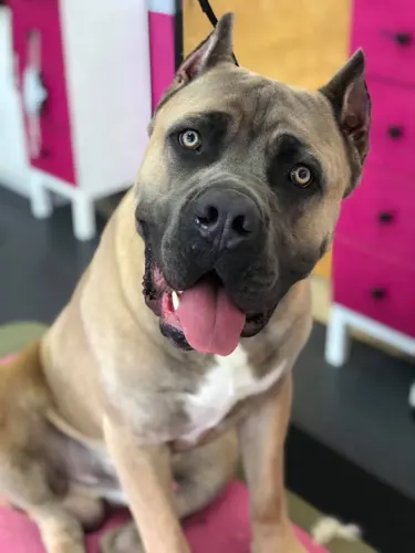 A extra large dog groomed at Zuzu's.