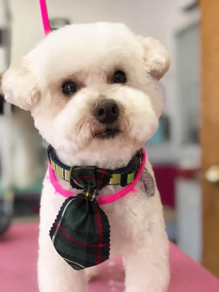 A freshly groomed dog at Zuzu's Pet Spa.