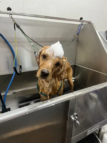 Ted the terrier mid-bath, from Cindy's Google review.