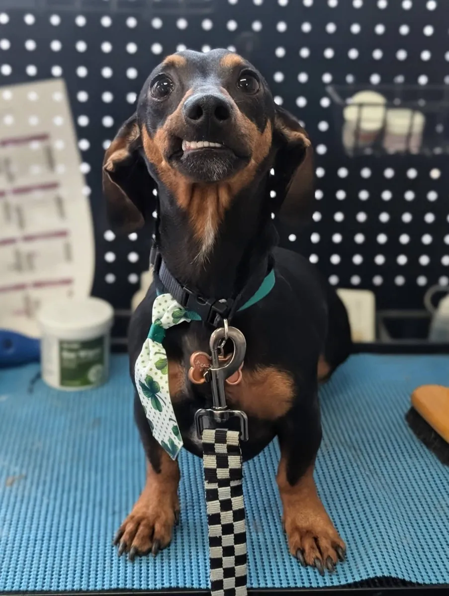 A Dachshund in a tie on the grooming table, from a client's Google review.