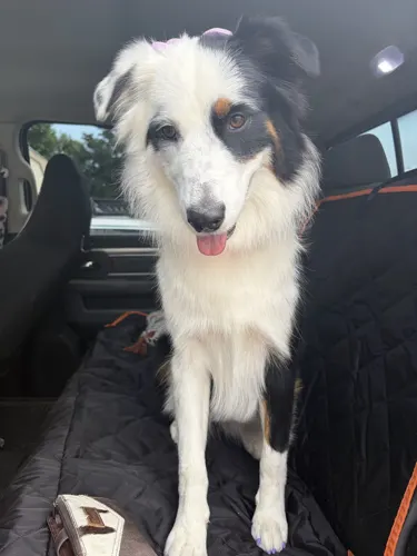 Amanda's little Aussie, from her Google review.