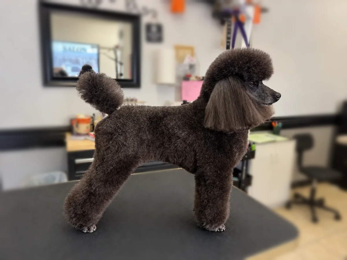 A grey Miniature Poodle in a teddy cut and a pink bandana at Zuzu's.