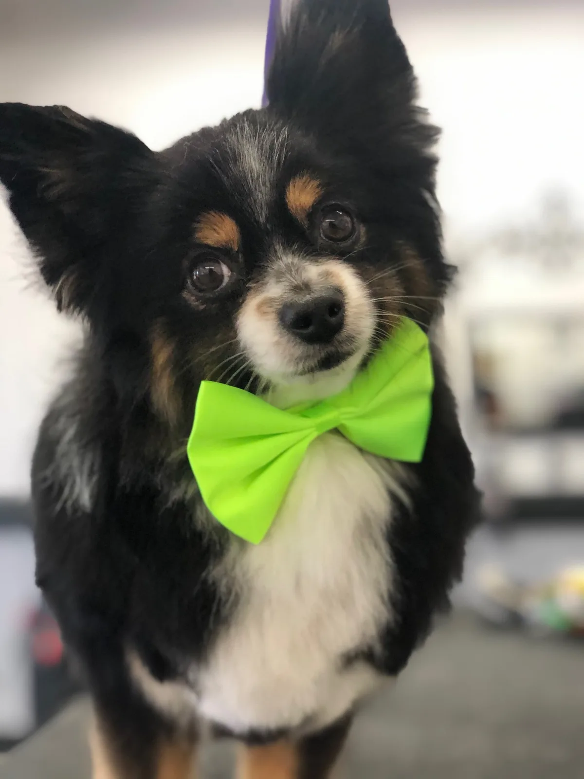 A blue merle Mini Australian Shepherd in a bandana at Zuzu's.