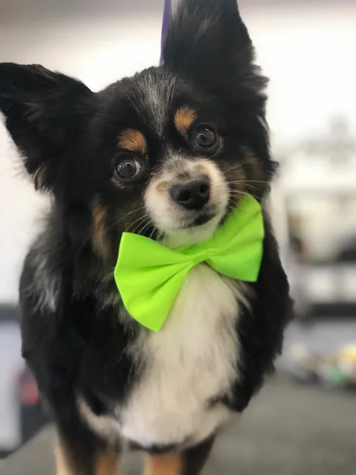 A mini australian shepherd groomed at Zuzu's.