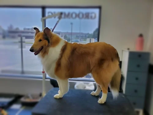 A rough collie groomed at Zuzu's.