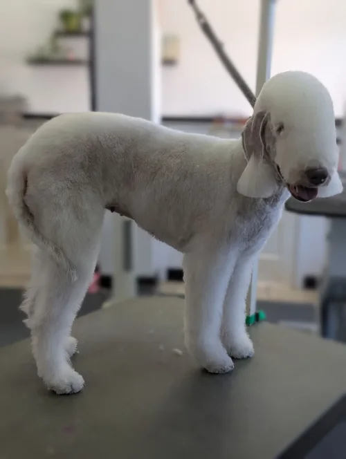 A bedlington terrier groomed at Zuzu's.
