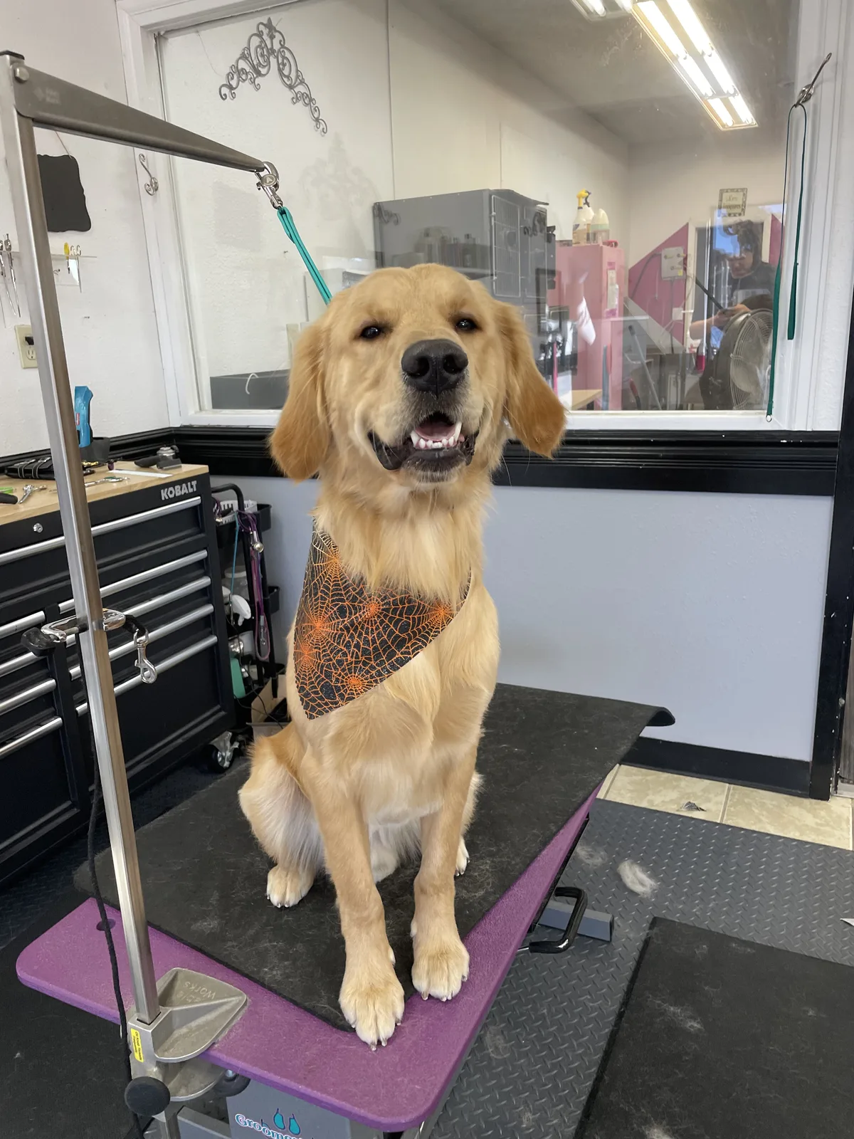 Two Golden Retrievers after their grooms at Zuzu's.