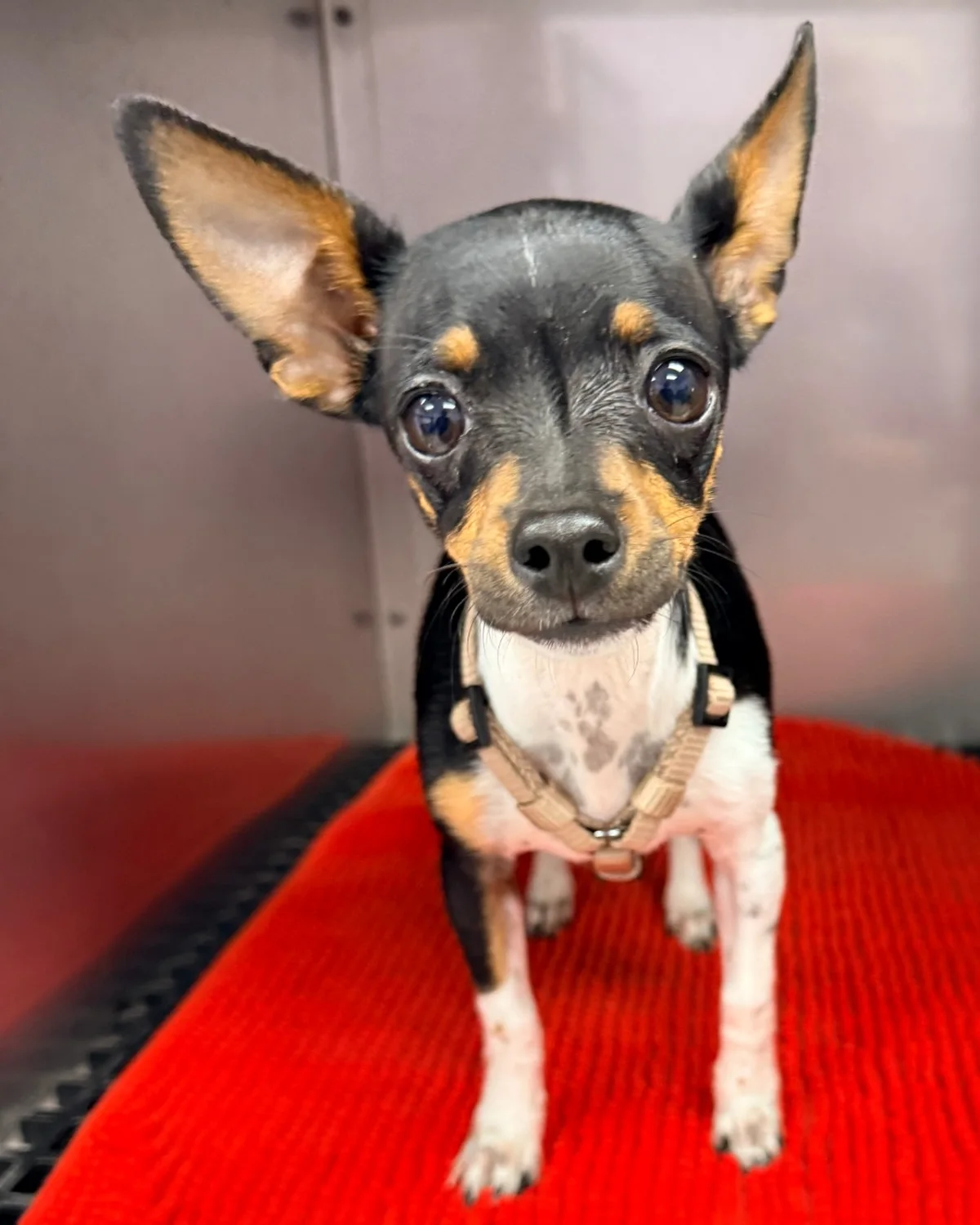 A Chihuahua in a harness at Zuzu's.